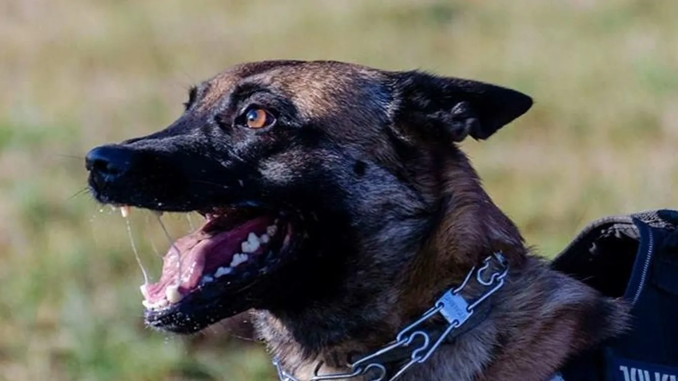 Körte a szomszédban is kiszagolta a drogot