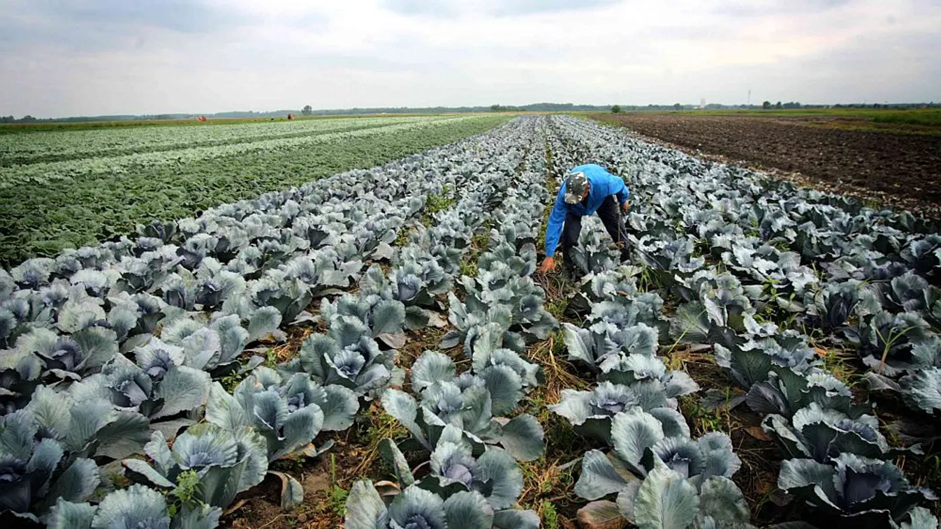 Több tízezer dolgos kéz hiányzik