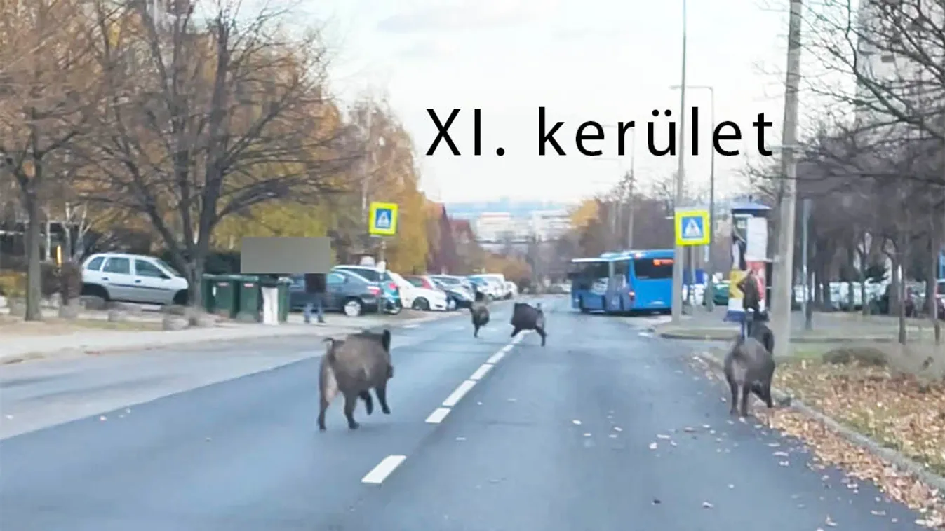 Videón, ahogy Gazdagréten vaddisznók „randalíroznak”
