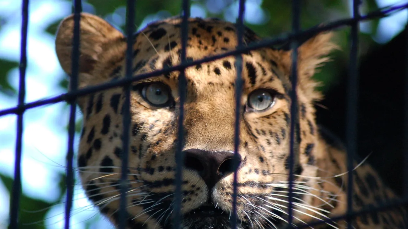 Leopárd sétálgatott egy szállodában