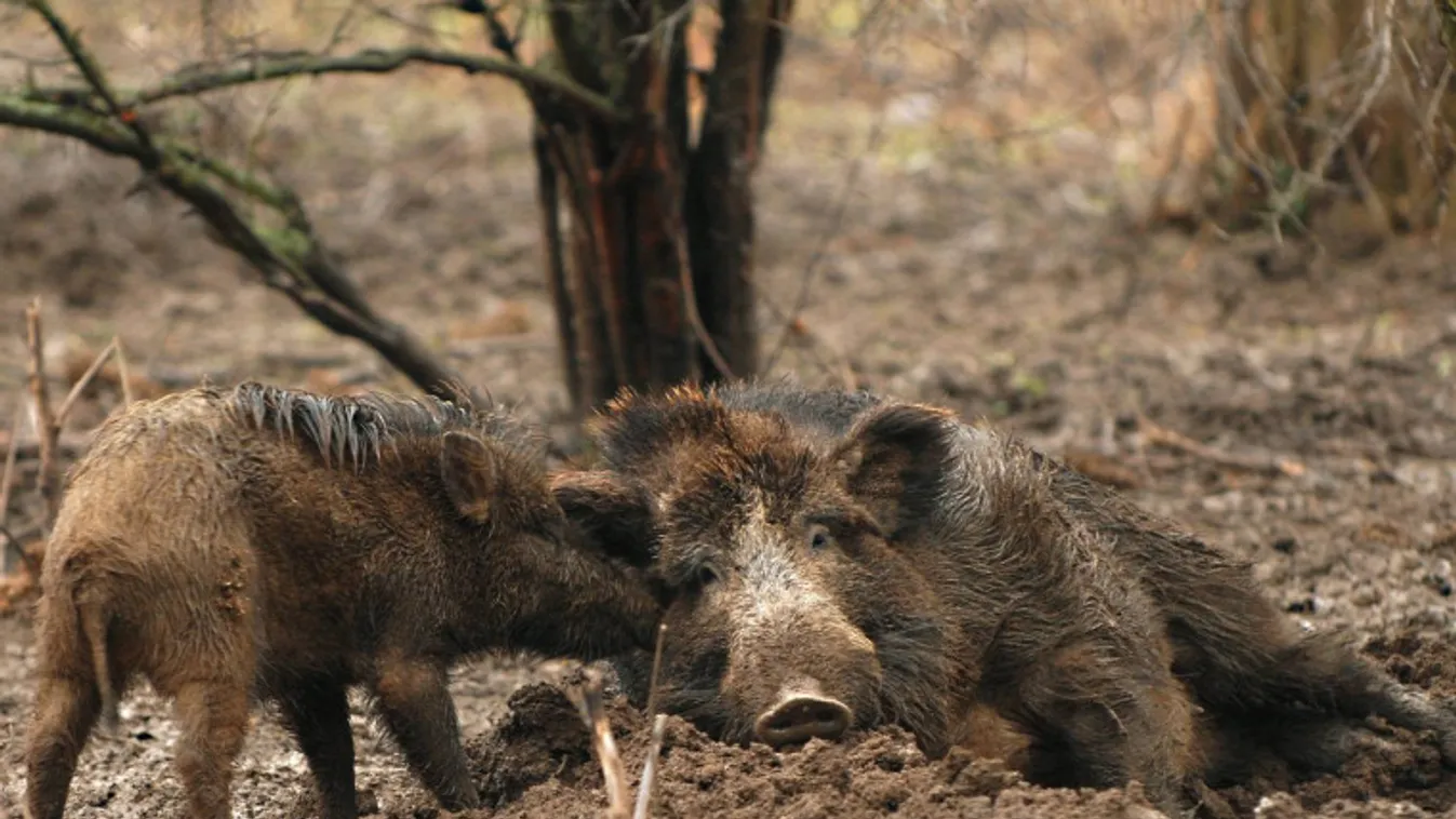 Sertéspestis veszélye fenyeget Borsodban