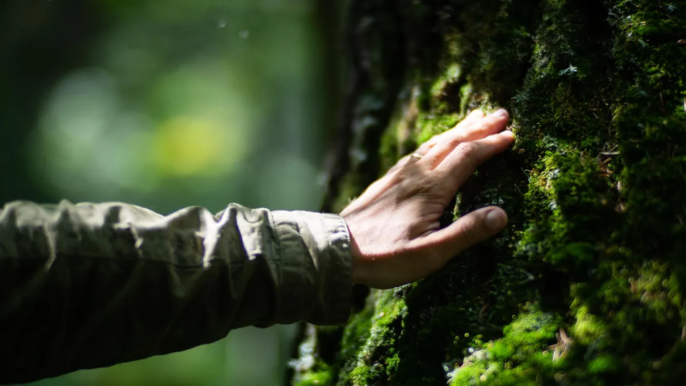 Íme, az ok, amiért már ma meg kell ölelned egy fát