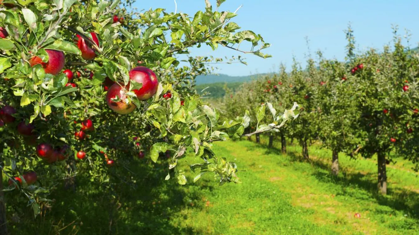 A kormány 1200 hektár állami földdel segíti a hátrányos helyzetű települések lakosságát