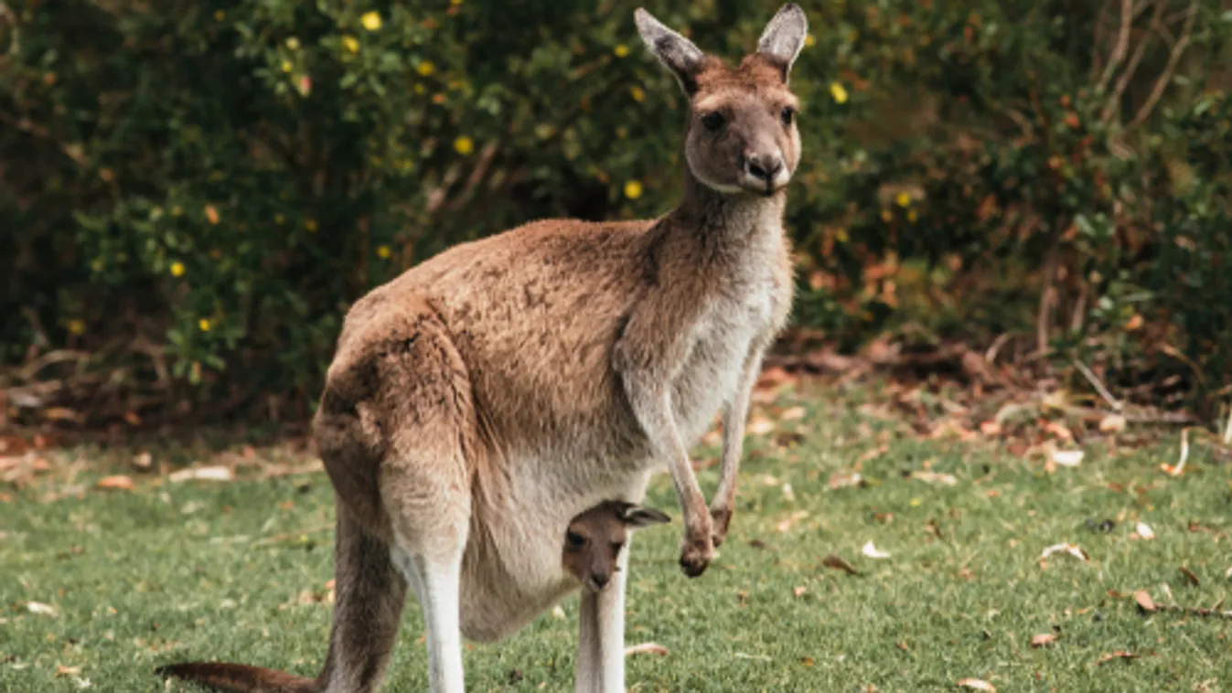 Szökött kengurut keres a dán rendőrség
