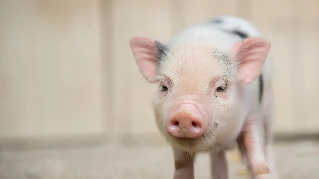 Kétezer malac az autópályán