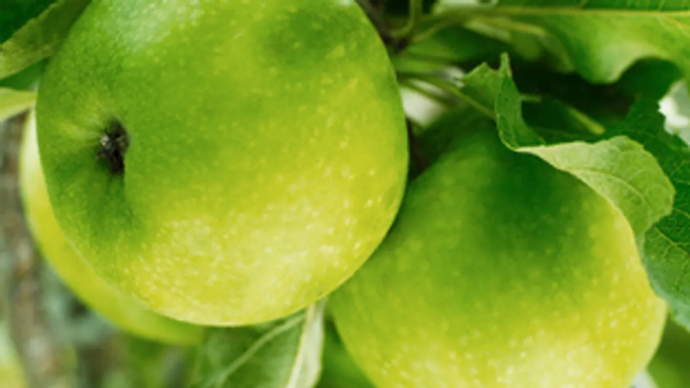 Nem terem elég magyar alma