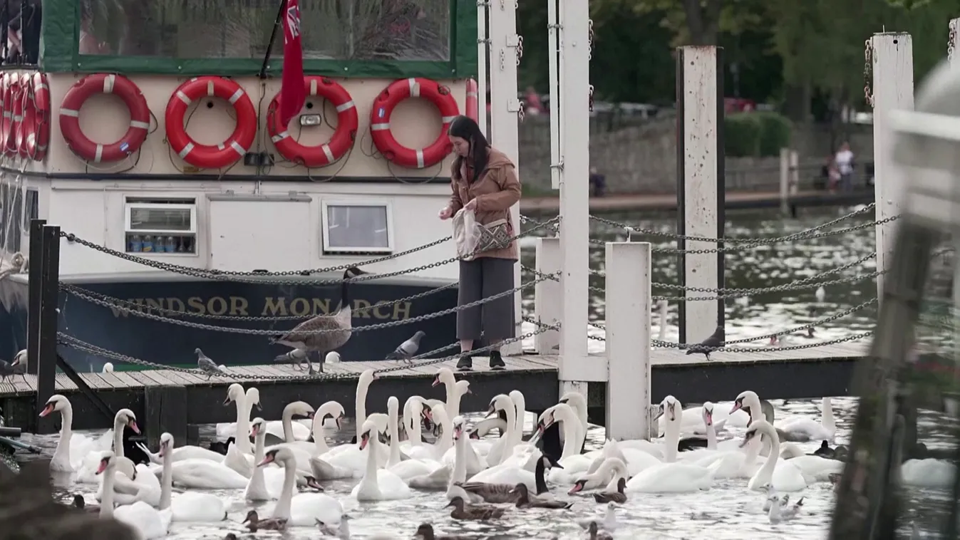 III. Károlyra szálltak a hattyúk