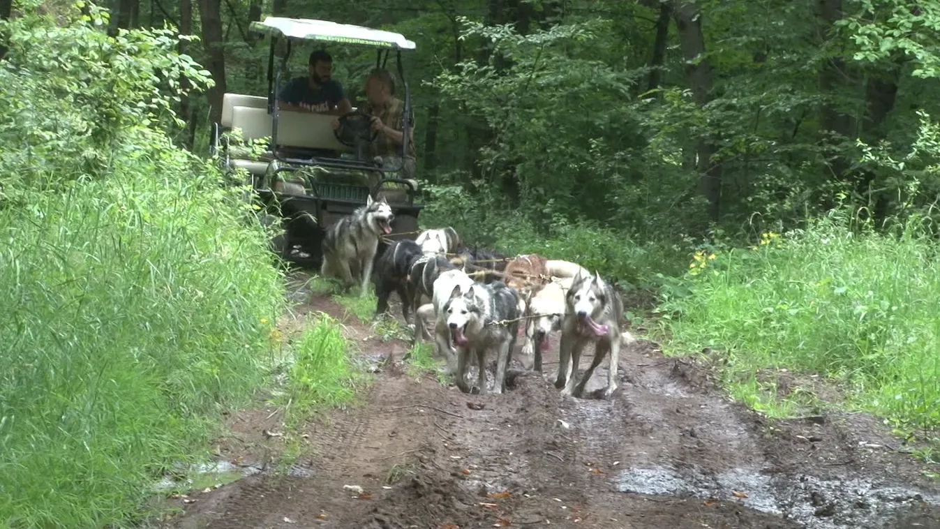 Radar - Kutyafogat túra a Mátrában