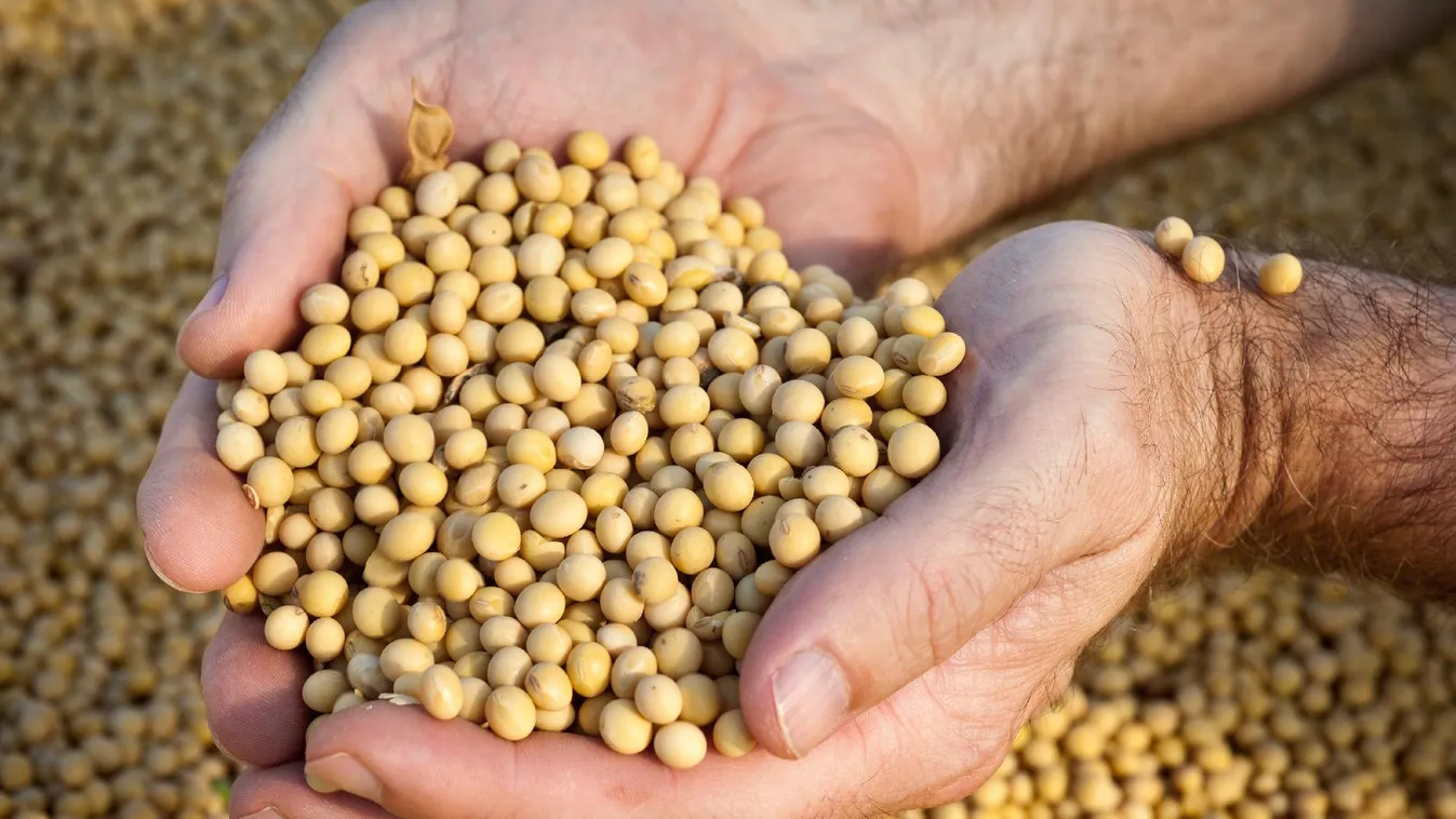 Jónak ígérkezik idén a szójatermés