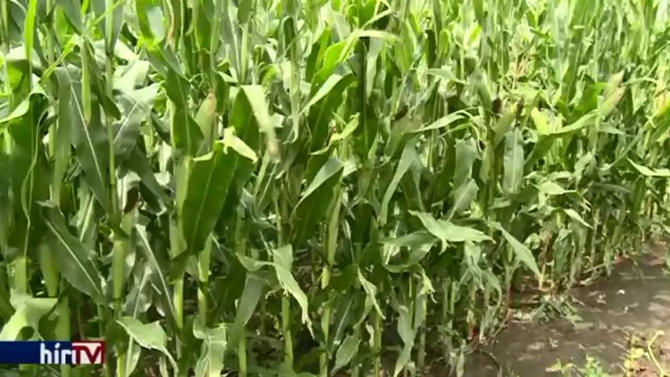 Északabbra tolódik az optimális búzatermesztési övezet