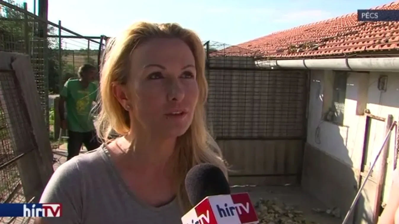 Svájci segítséggel építik újjá a leégett kutyamenhelyt