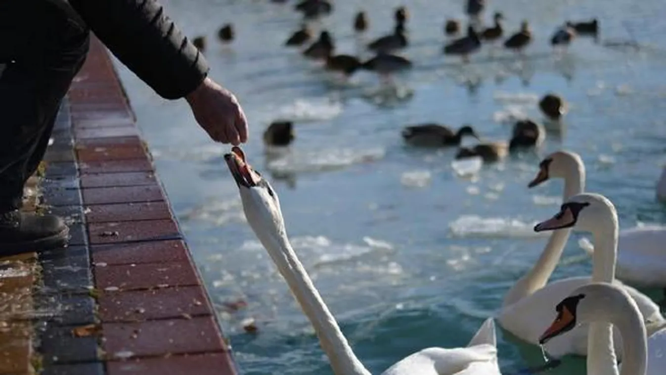Napindító – Miért ne etessük a vízimadarakat?