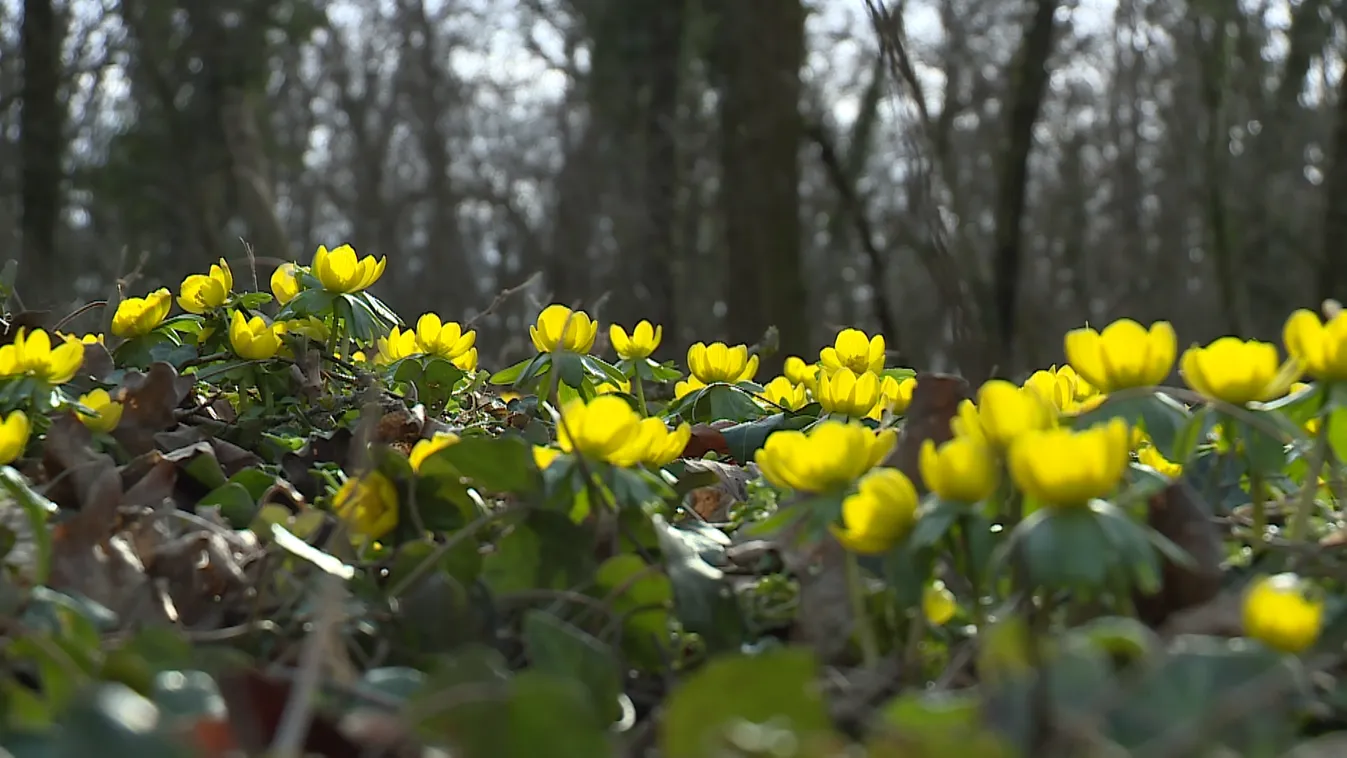 Radar - Virágzik a téltemető