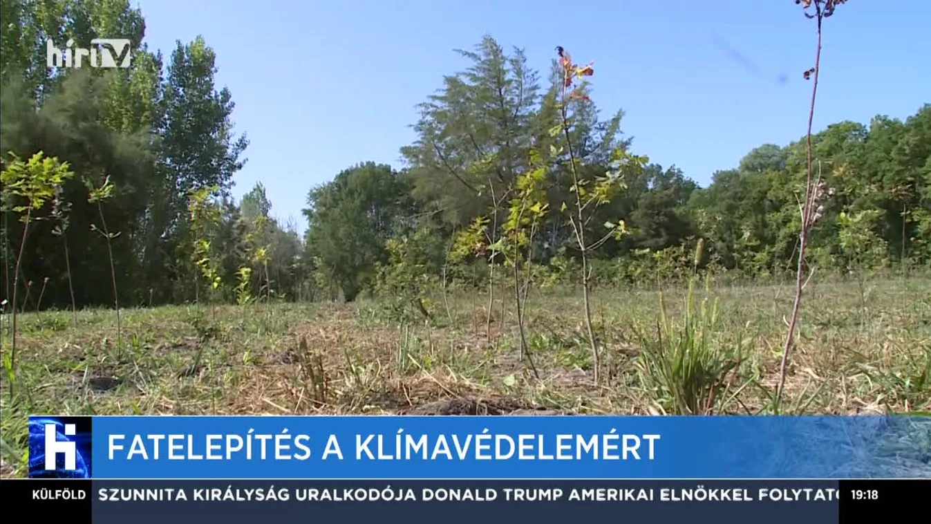 Fatelepítés a klímavédelemért