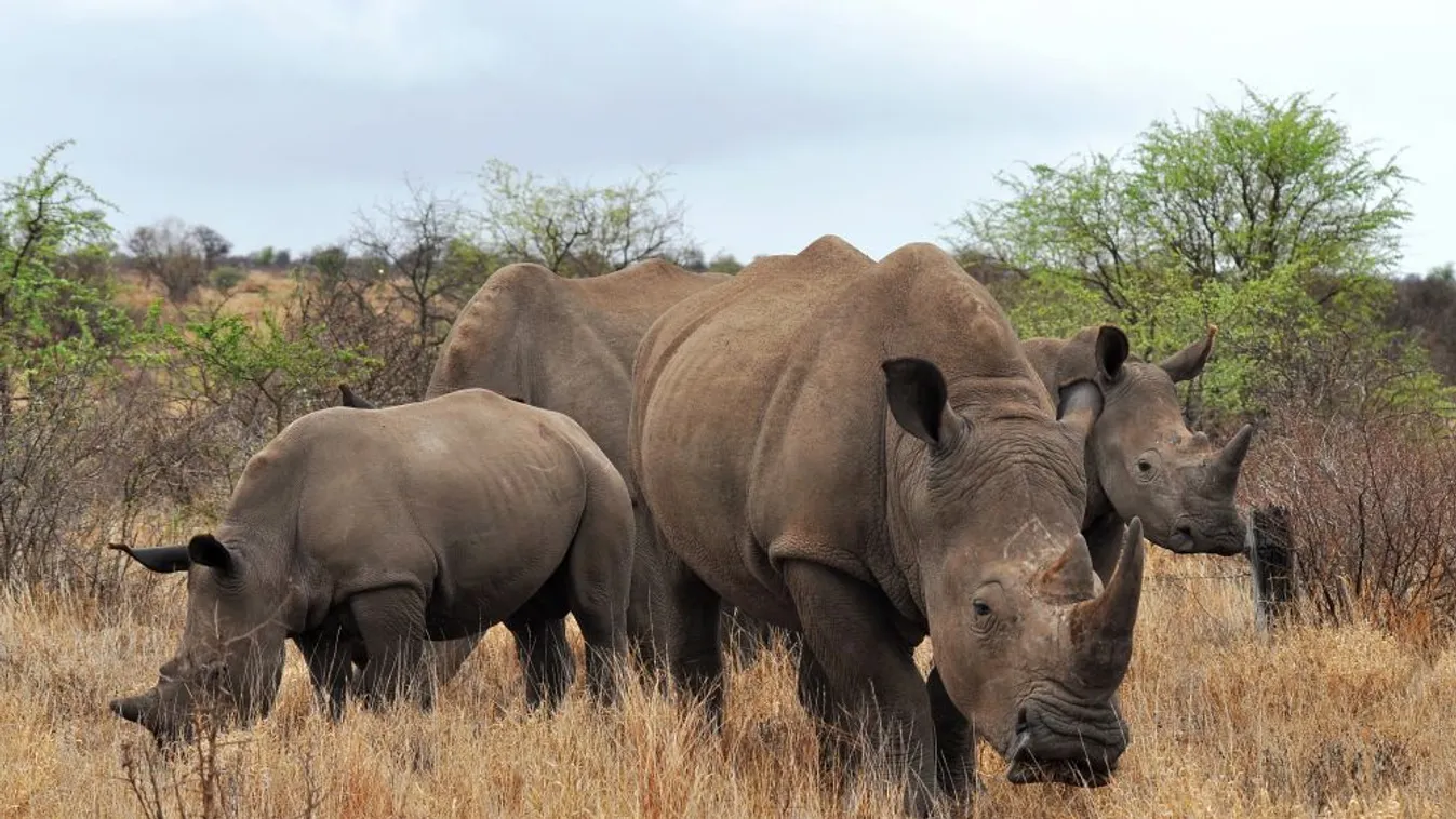 Kevesebb orrszarvút öltek meg tavaly Dél-Afrikában