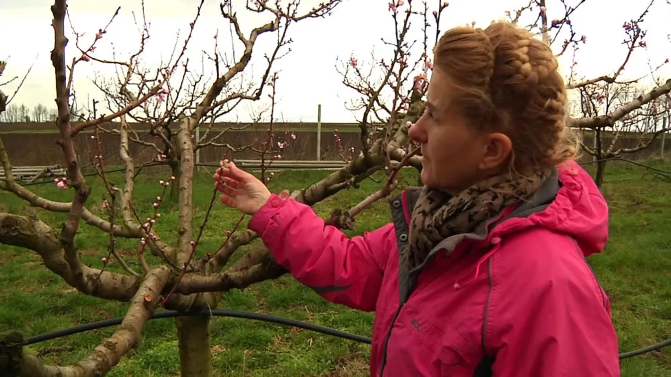 Komoly károkat okozott a fagy a gyümölcsösökben