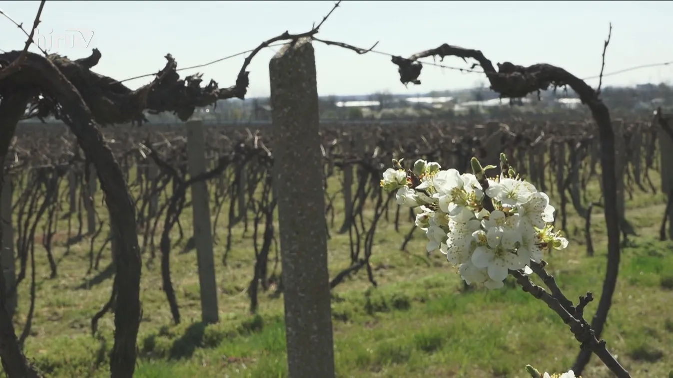 Befejeződnek a metszési munkák a villányi borvidéken