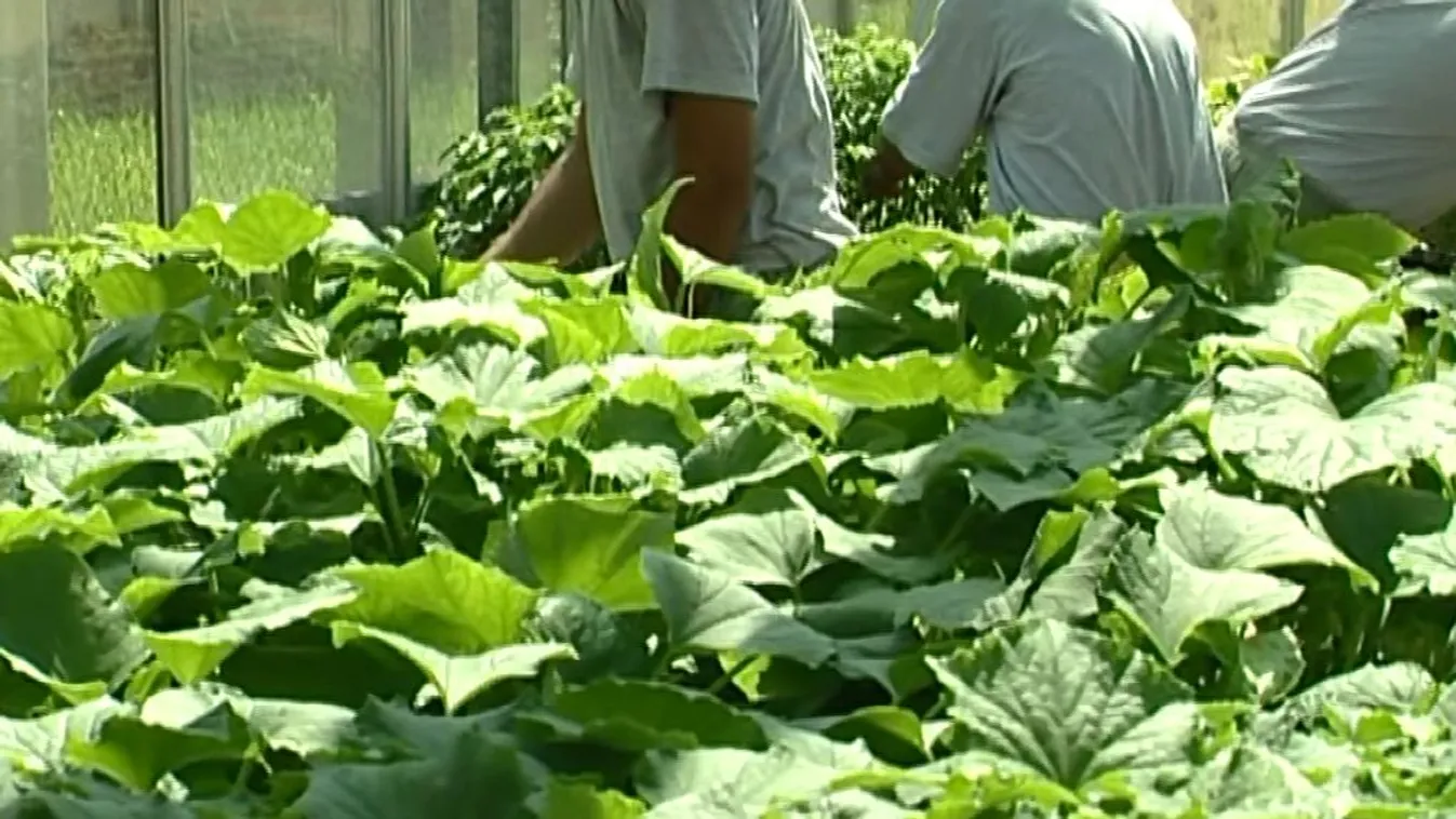 Pofonok, gyomrosok, nyugtatók uralják a javítóintézeteket