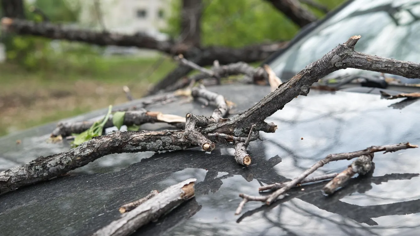Több helyen is fákat döntött ki a viharos szél