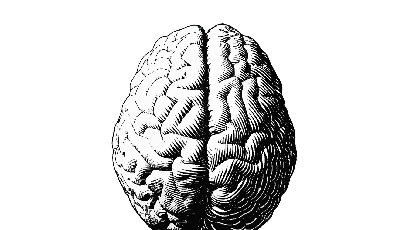 Magyar kutatók vizsgálnák, hogy mit tesz a vírus az aggyal