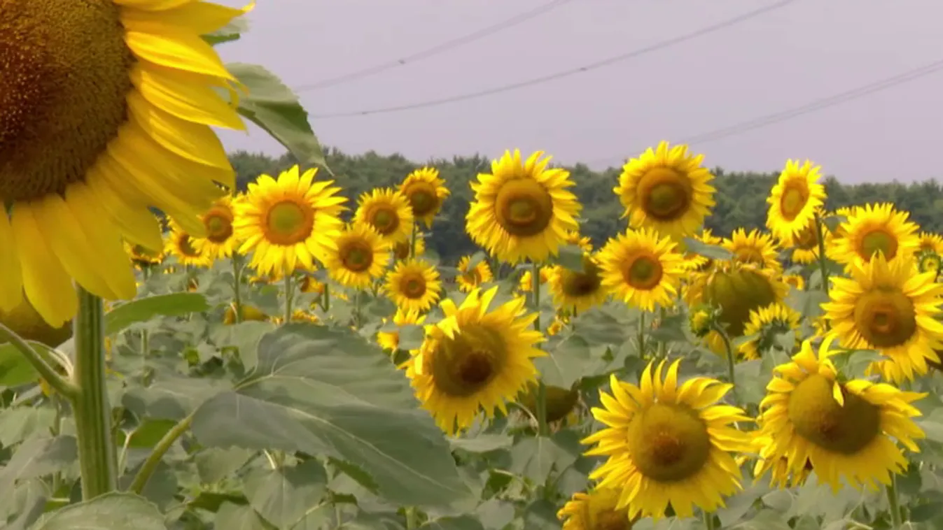 Rengeteg csapadék hullott Magyarországon