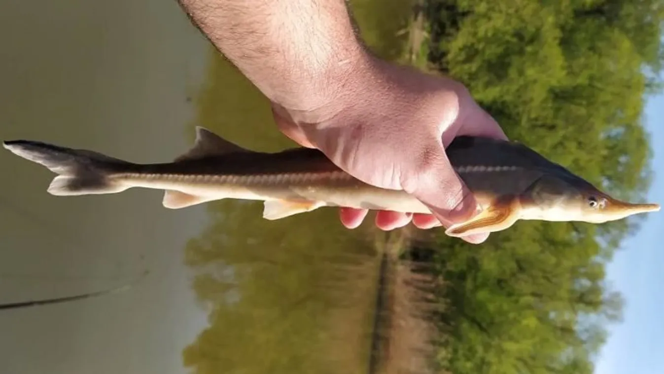 400 jelölt kecsegét engedtek szabadon a Tiszai Hal Napján