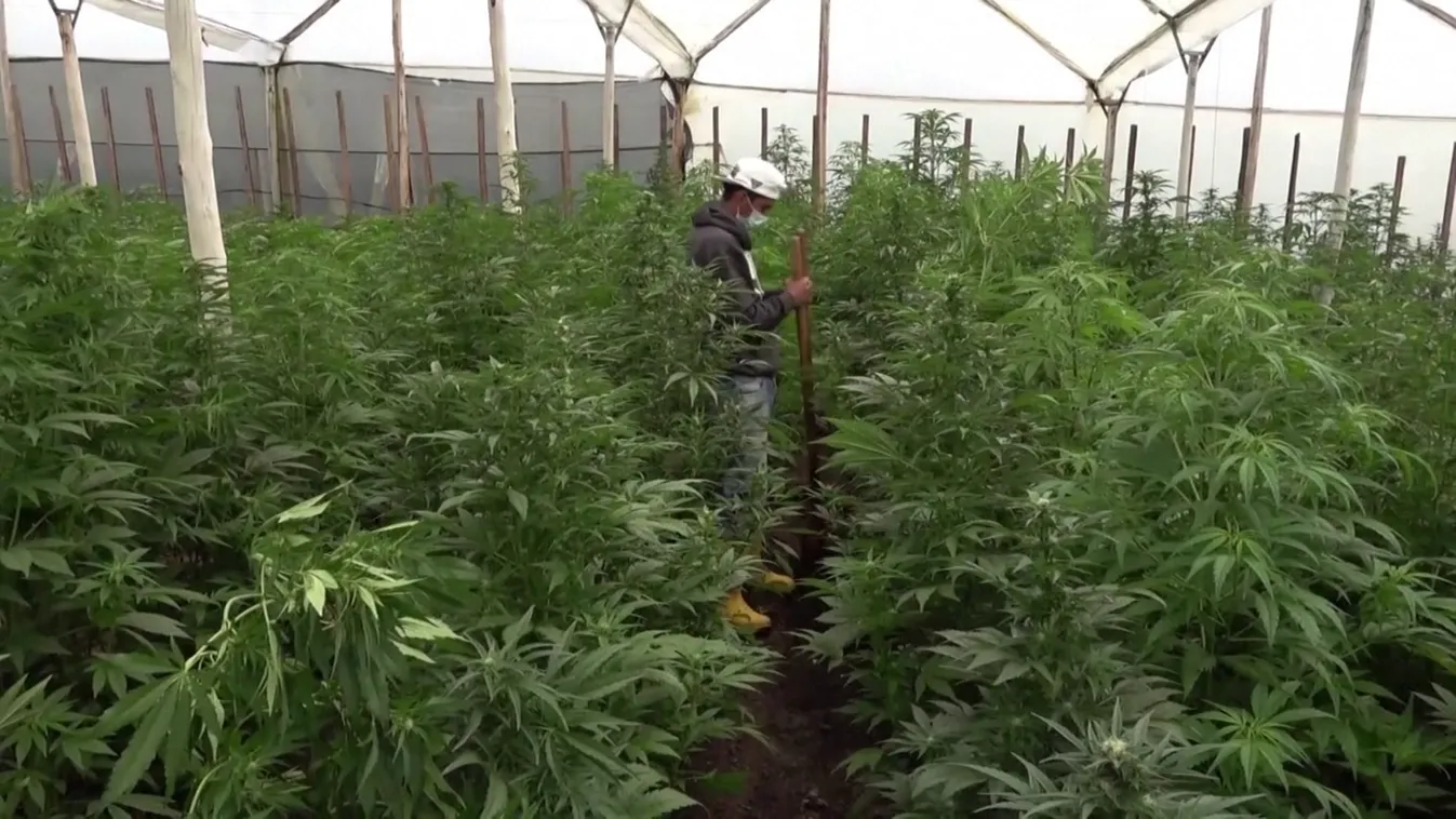 Radar – Ohio: a meghalt sofőrök csaknem fele füvezett + videó