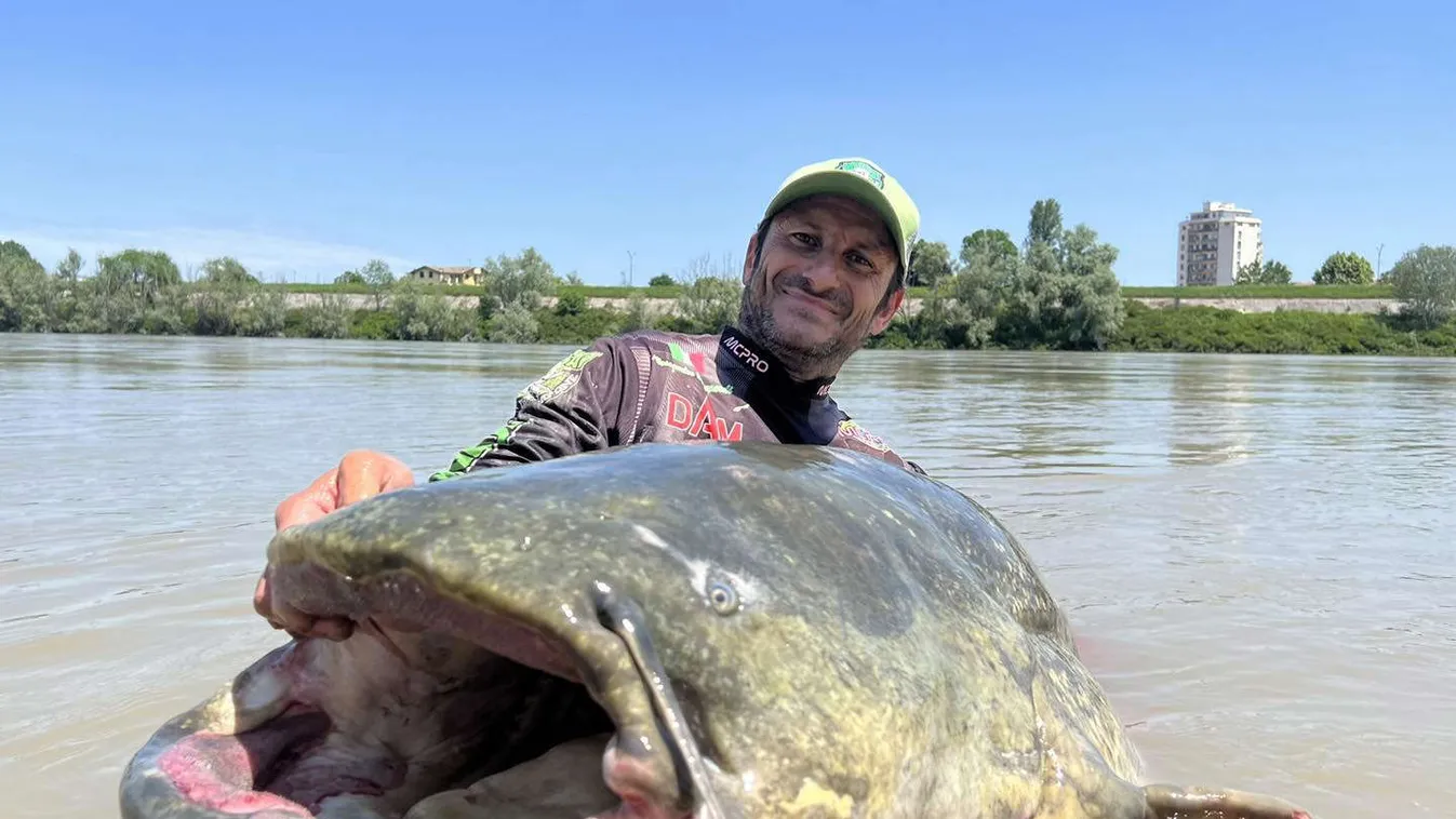 Közel 3 méteres harcsát fogtak