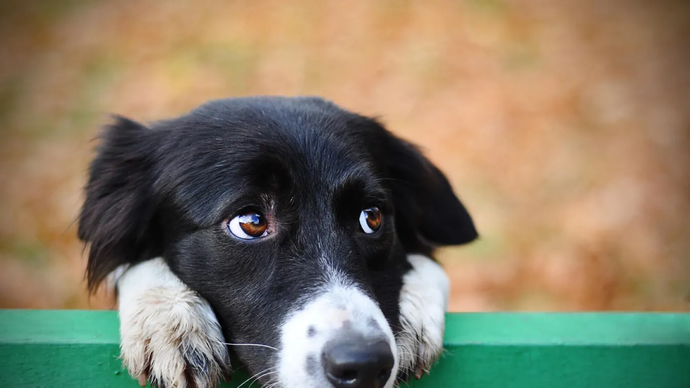 A kutya- és macskahús fogyasztását tiltó törvényjavaslatot terjesztettek be Dél-Koreában