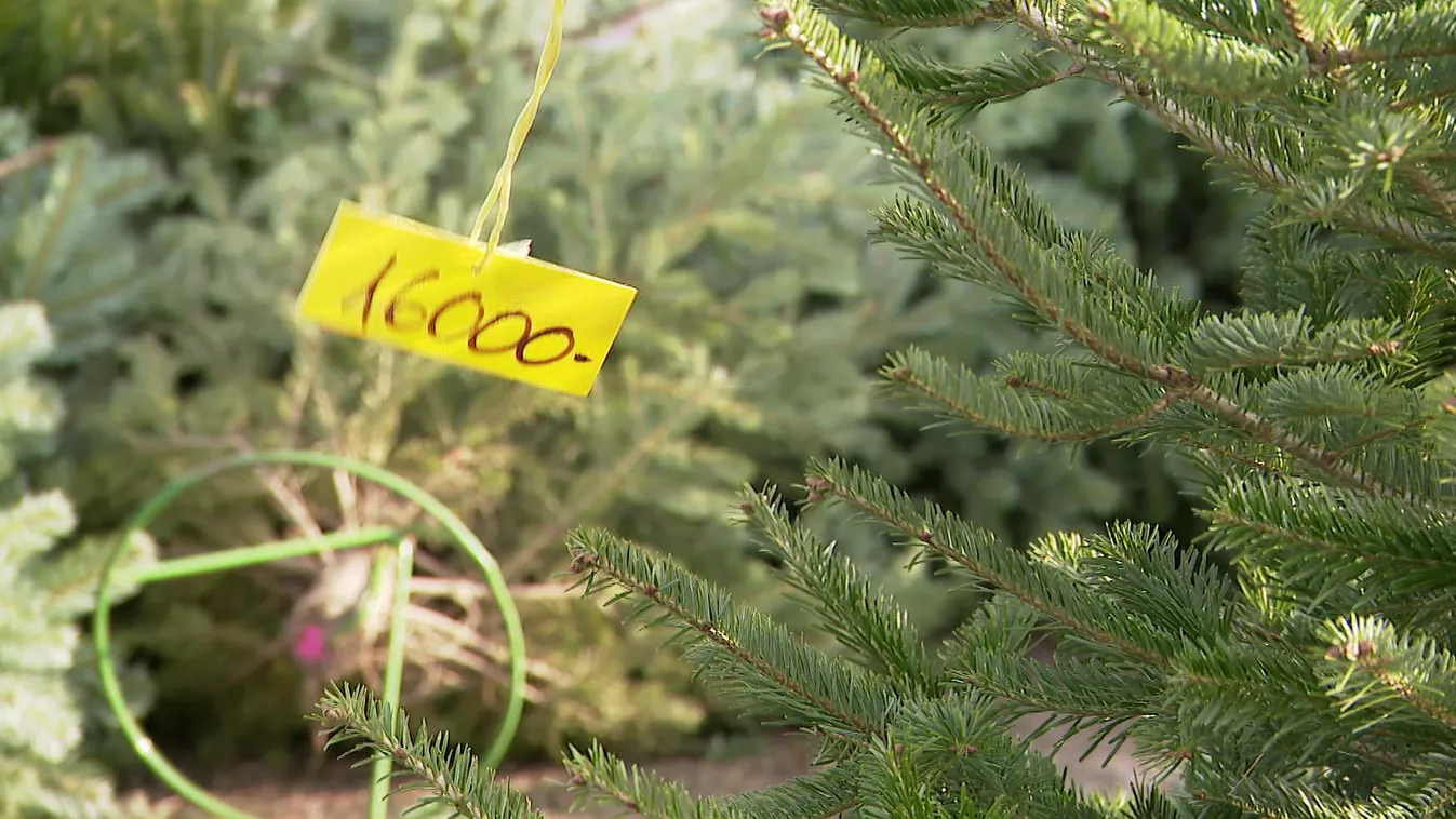 Idén is a nordmann fenyő a sláger
