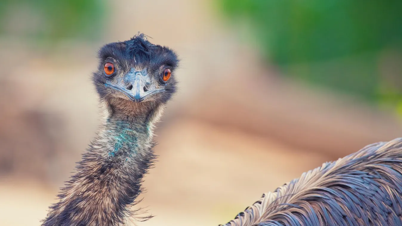 Egy szabadon bóklászó emu tartja izgalomban Újszeged lakosait