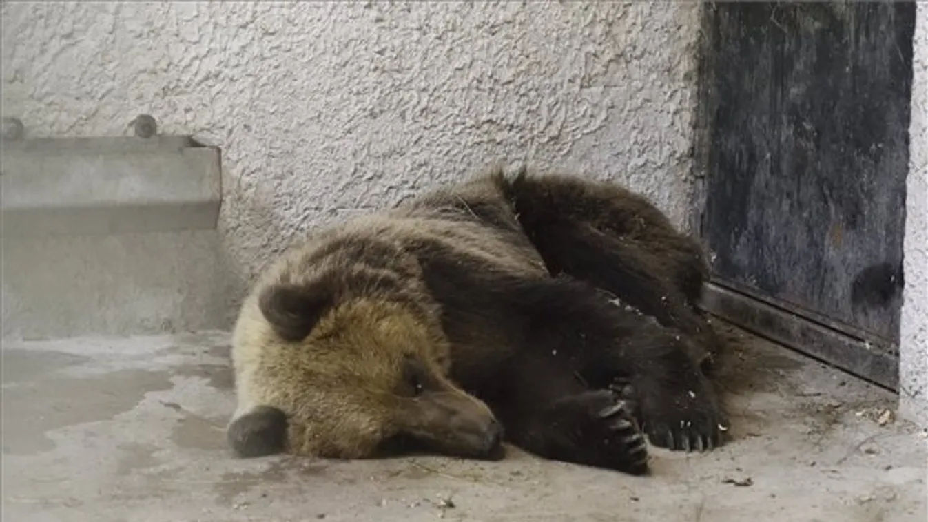 Sándorfalván örökbe fogadnák a nemzet medvéjét