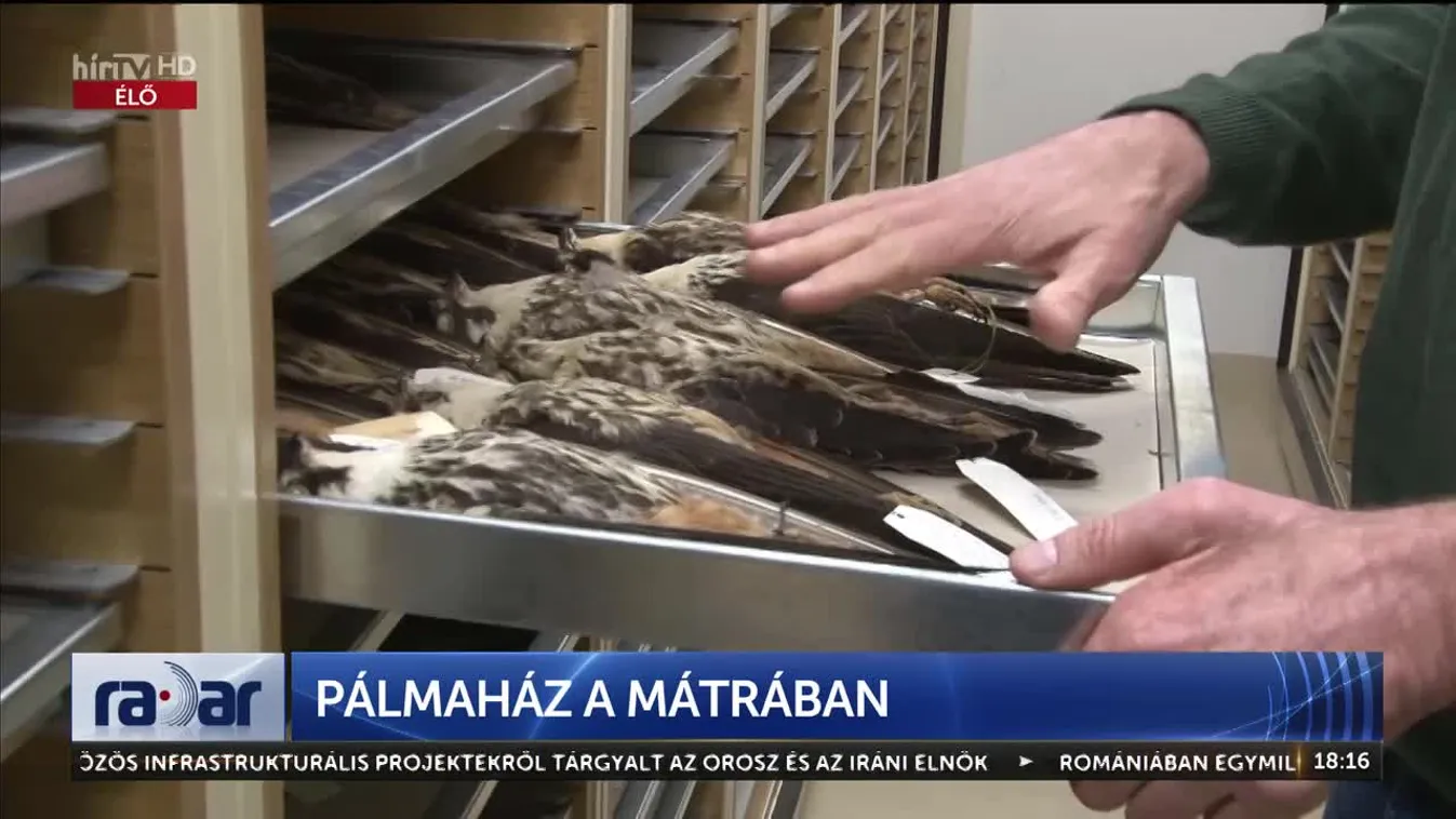 Radar - Pálmaház a Mátrában