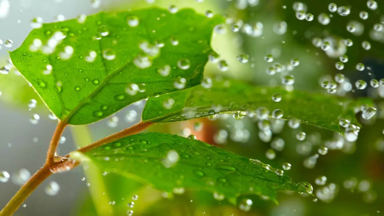 Életmentő csapadék érkezett a növényeknek