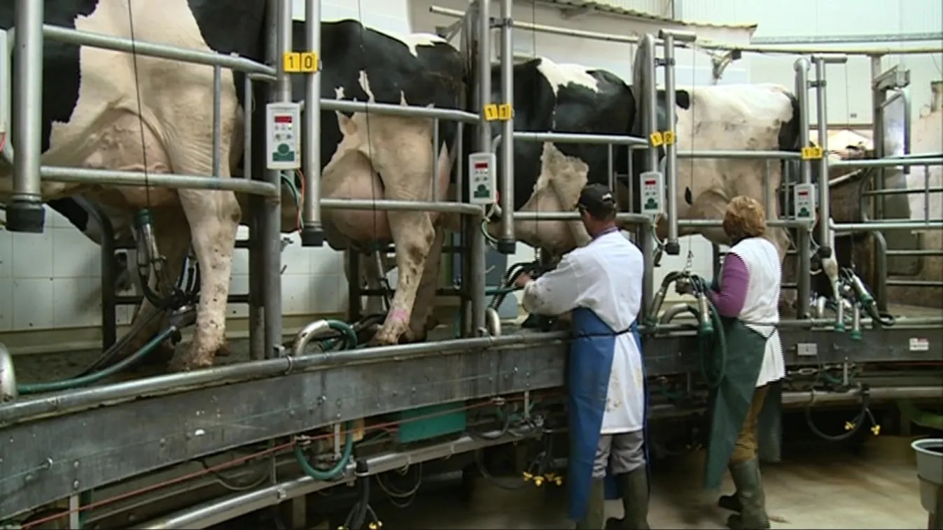 Nincs vége a tejtermelési válságnak – Soroló