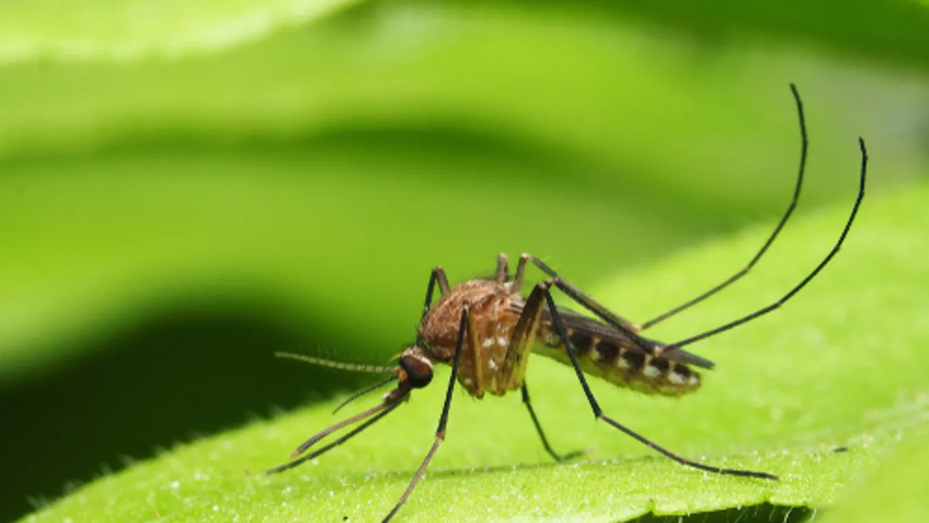A Duna és a Tisza mentén irtják a szúnyogokat a héten