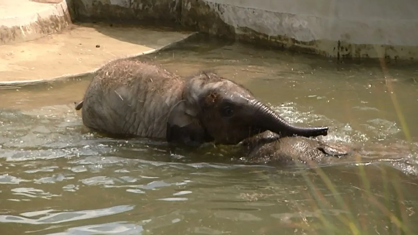 Már hűtik az Állatkert lakóit a kánikula miatt