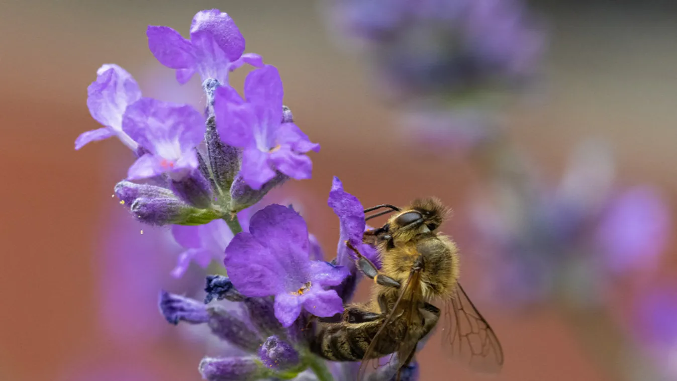 Halhatatlan klónsereget hozott létre egy afrikai méh