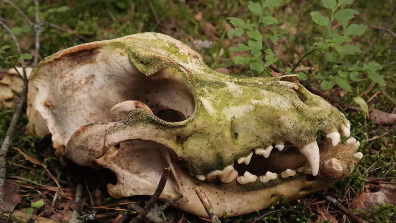 Kutyatetemeket találtak Hajdúsámsonnál, a rendőrség nyomoz