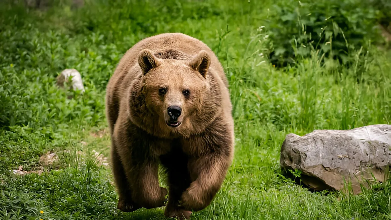 Medve ölt meg egy gombaszedő férfit a szlovákiai Magas Tátrában