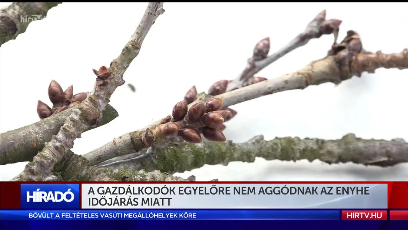 A gazdálkodók egyelőre nem aggódnak az enyhe időjárás miatt