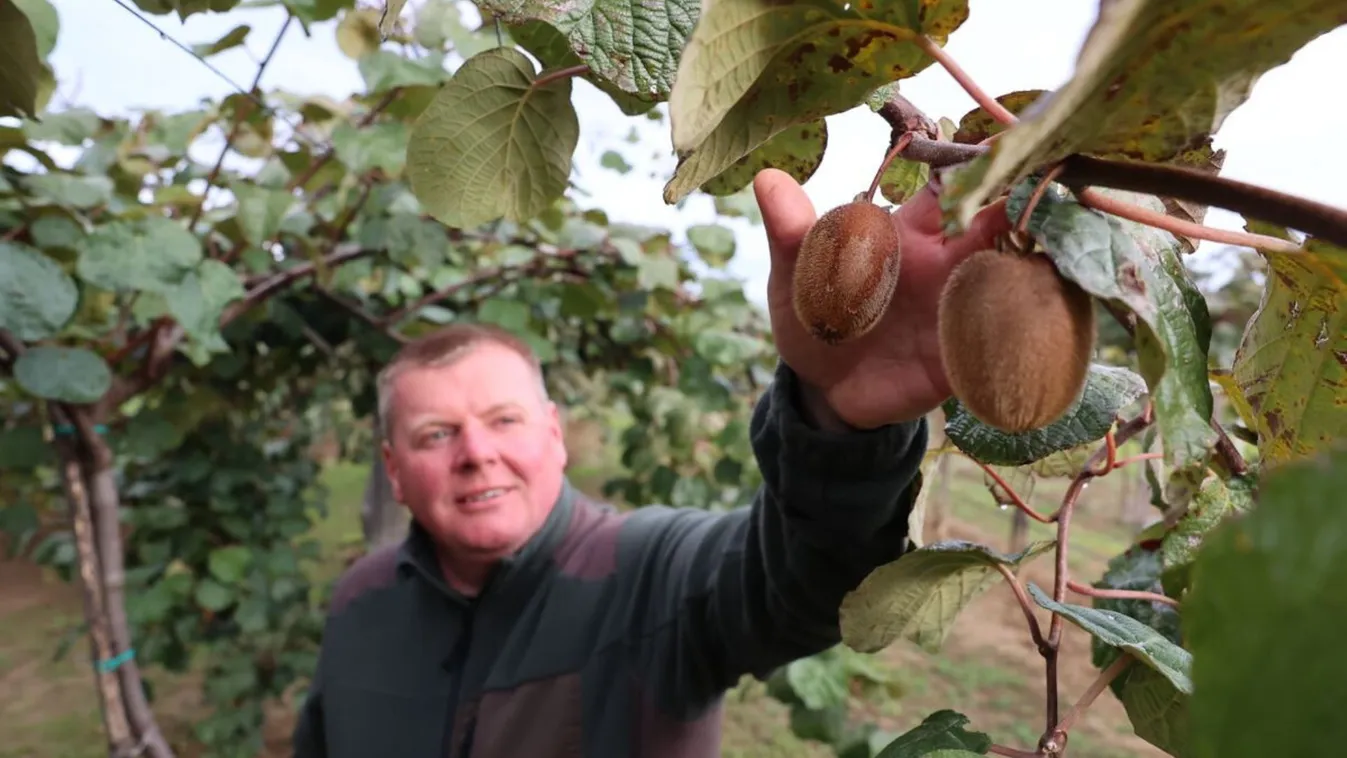 C-vitamin bomba Zsibót-Szőlőhegyről: Egy kivi naponta – recept a hosszú élethez! + videó