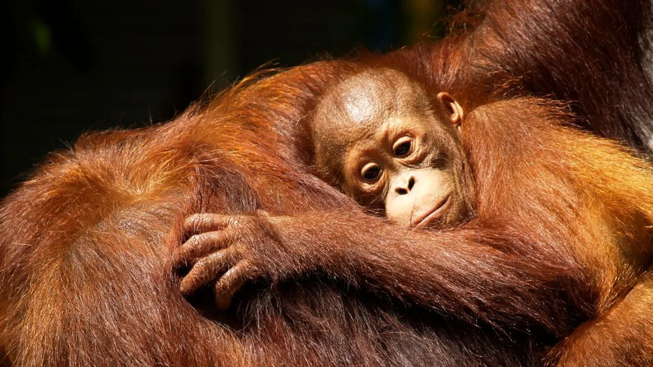 Thaiföldre csempészet szumátrai orangutánokat szállítottak vissza Indonéziába