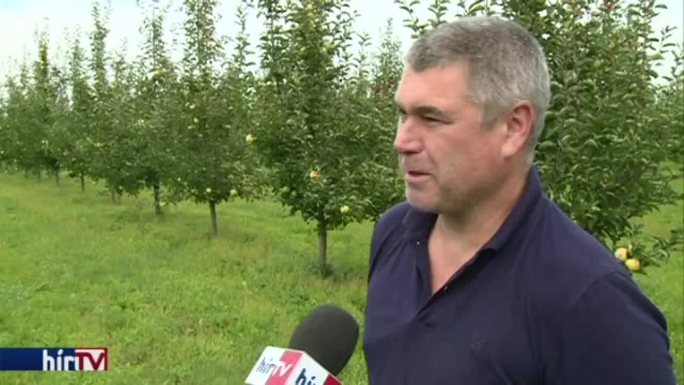 Kezdődik a nagy szüret