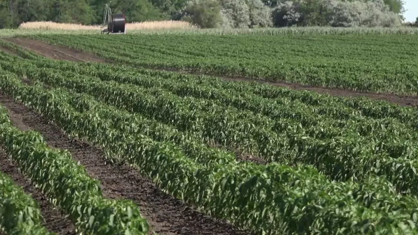 Soroló: Küzdelem az aszály ellen