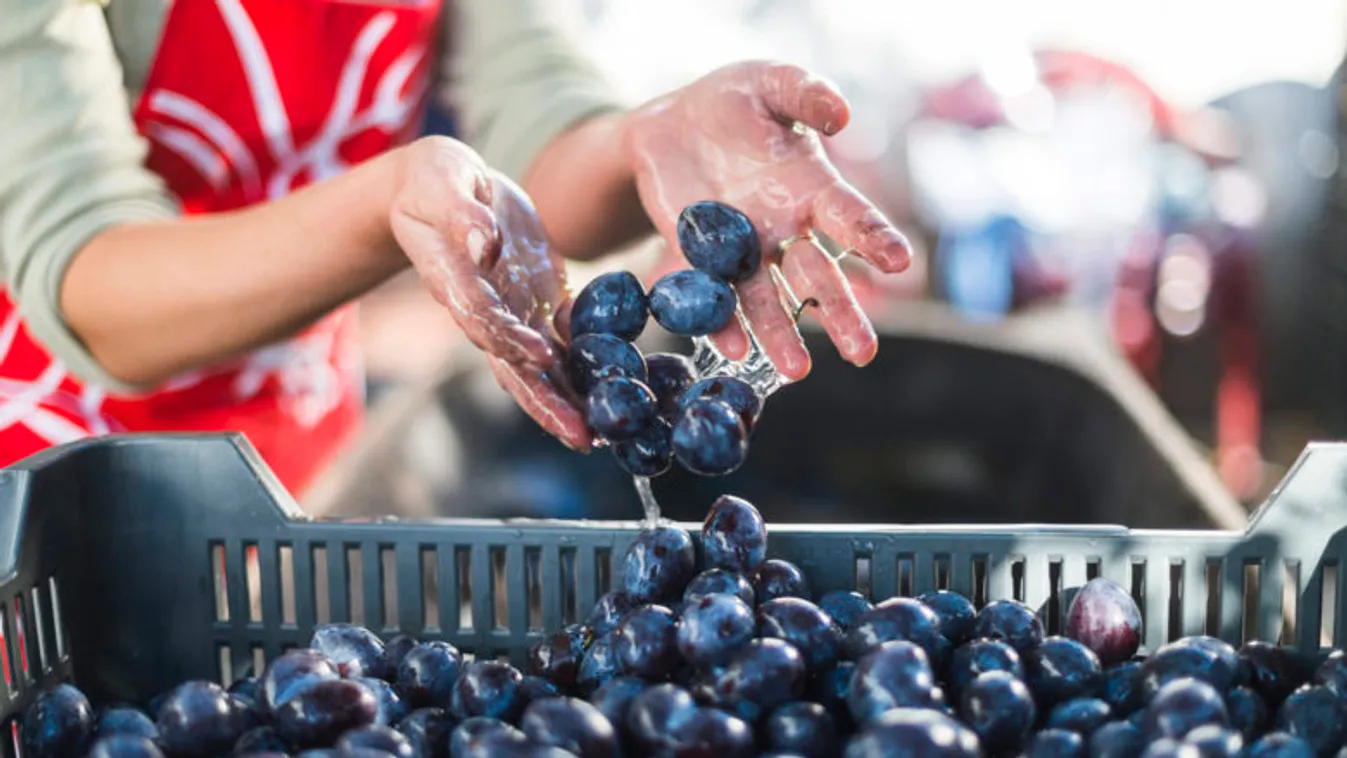 Nem indult jól a szilvaszezon, de van még remény