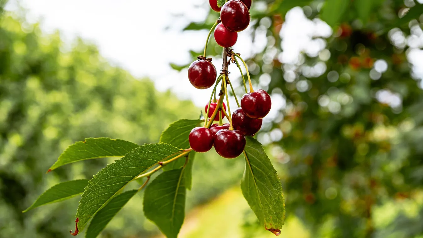 Agrárkamara: kevés lesz a cseresznyetermés, új fajtákra van szükség