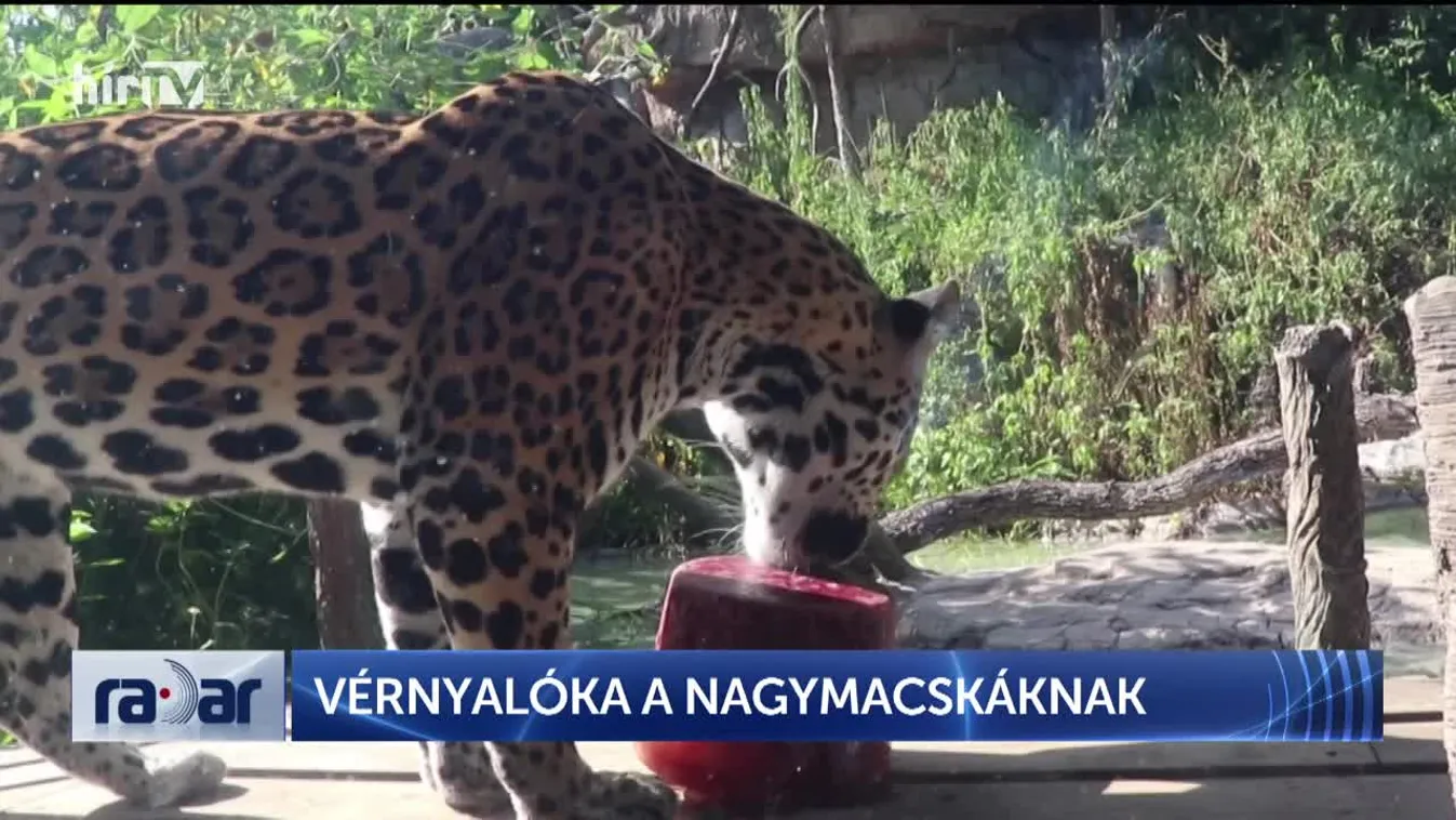 Radar – Vérnyalóka a nagymacskáknak