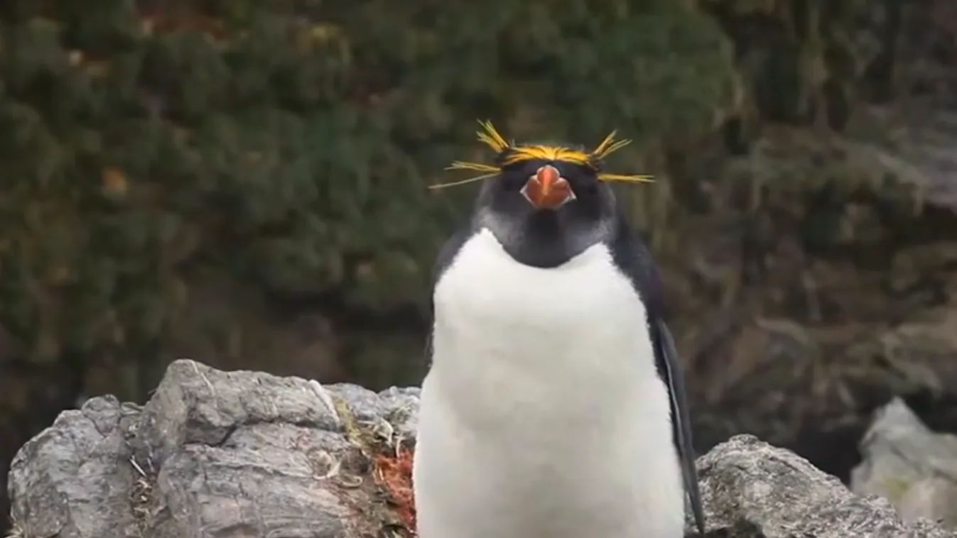 Radar - Jégbirodalom