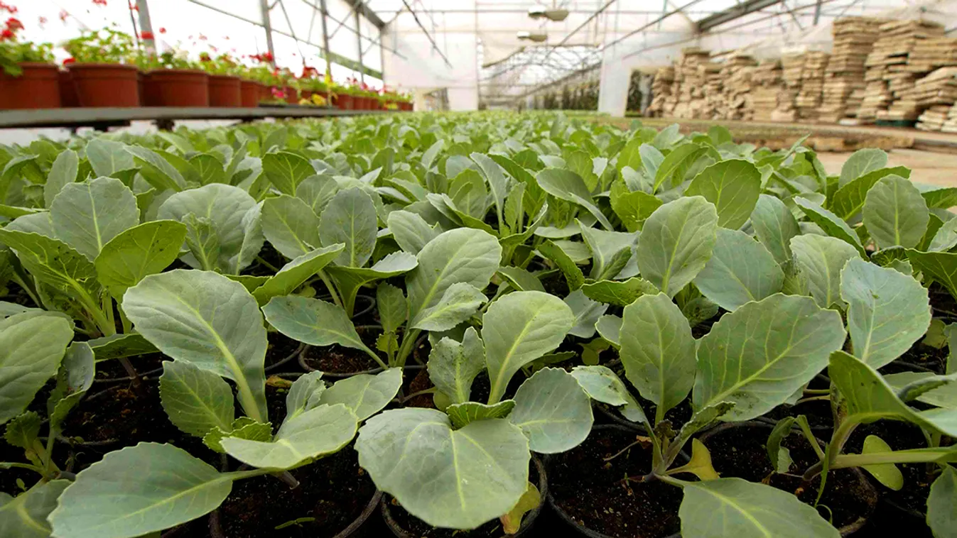 Biogazdálkodás – Soroló